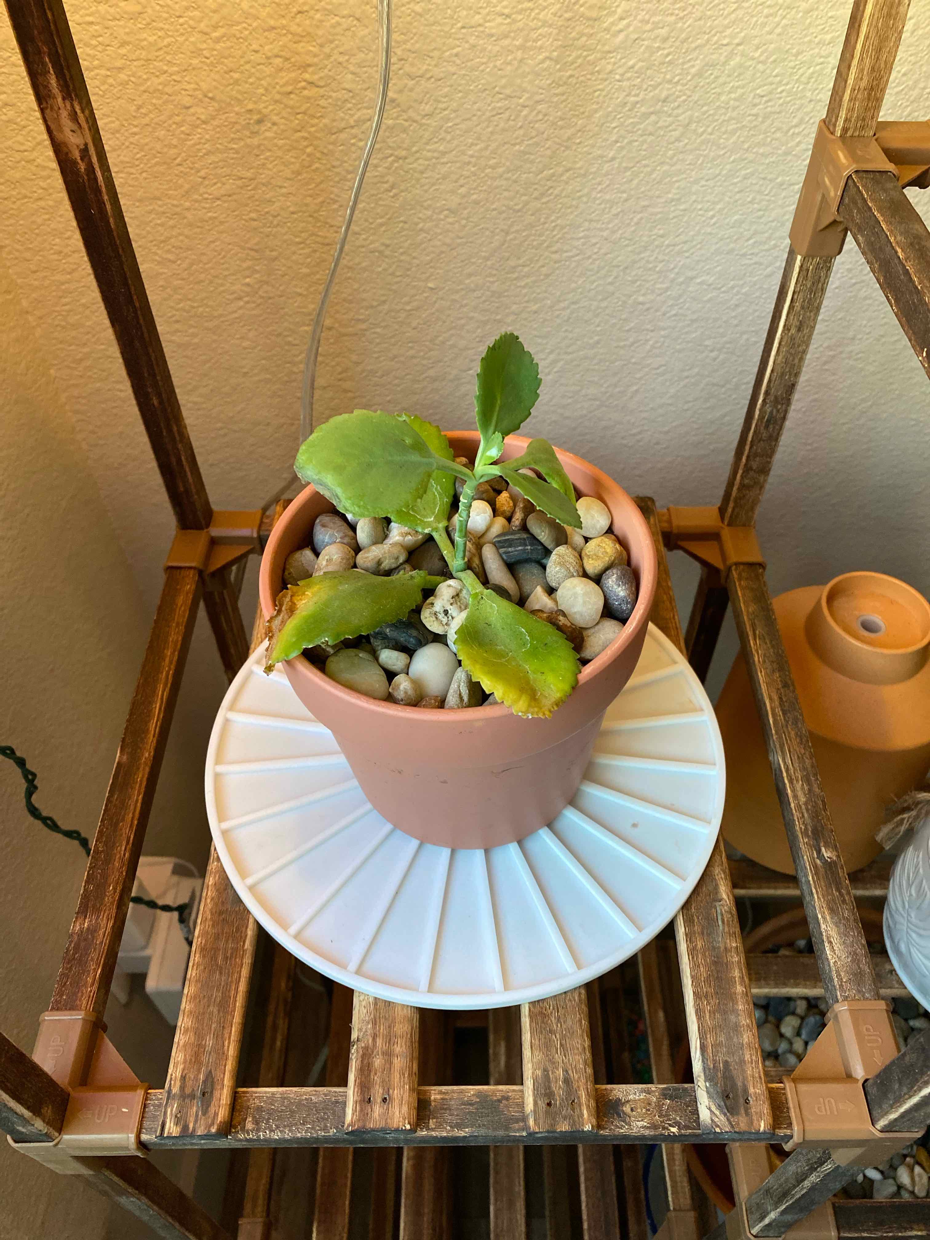 Mother of Thousands plant photo by @ActionZack named Bruce Lee on Greg, the plant care app.