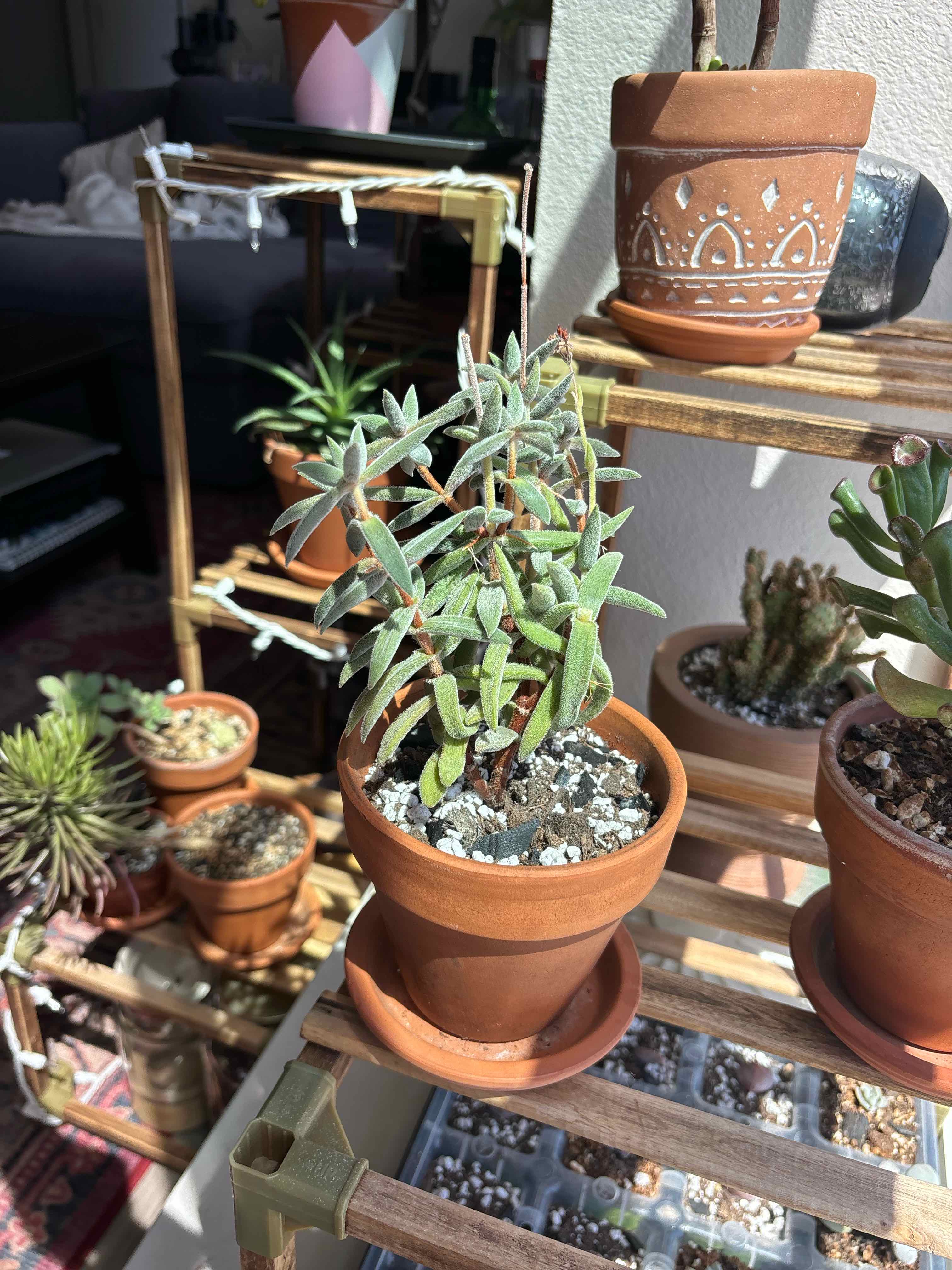 Crassula mesembryanthemoides plant in a terracotta pot on a wooden shelf with other plants.