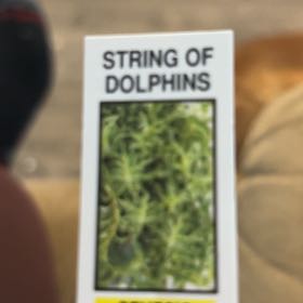 Photo of the plant species String of Dolphins by @PrinceWatermint named Dax on Greg, the plant care app