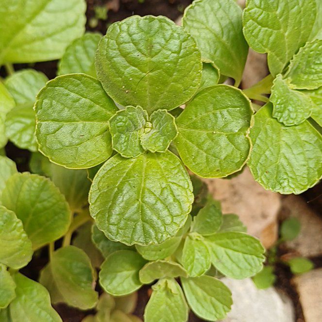 Photo of the plant species Plectranthus caninus by @SterlingDuranta named Dolores on Greg, the plant care app