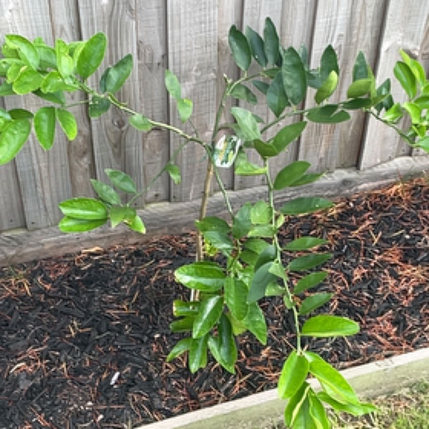 Photo of the plant species Tahitian Lime by @ZestTrextoes58 named Lime Tree on Greg, the plant care app