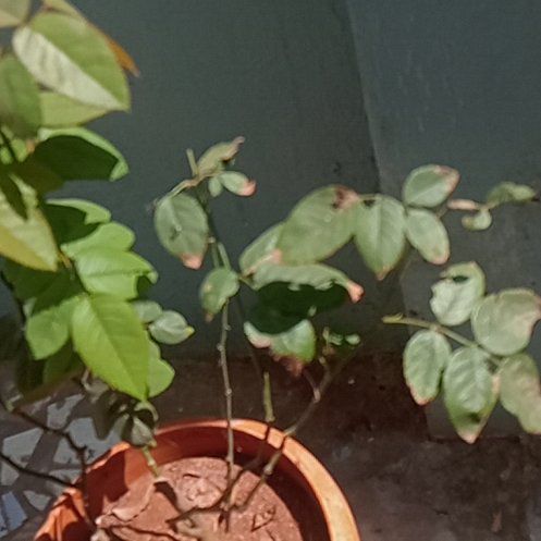 Photo of the plant species Baby Rose by @RefinedBoxholly named Emerson on Greg, the plant care app