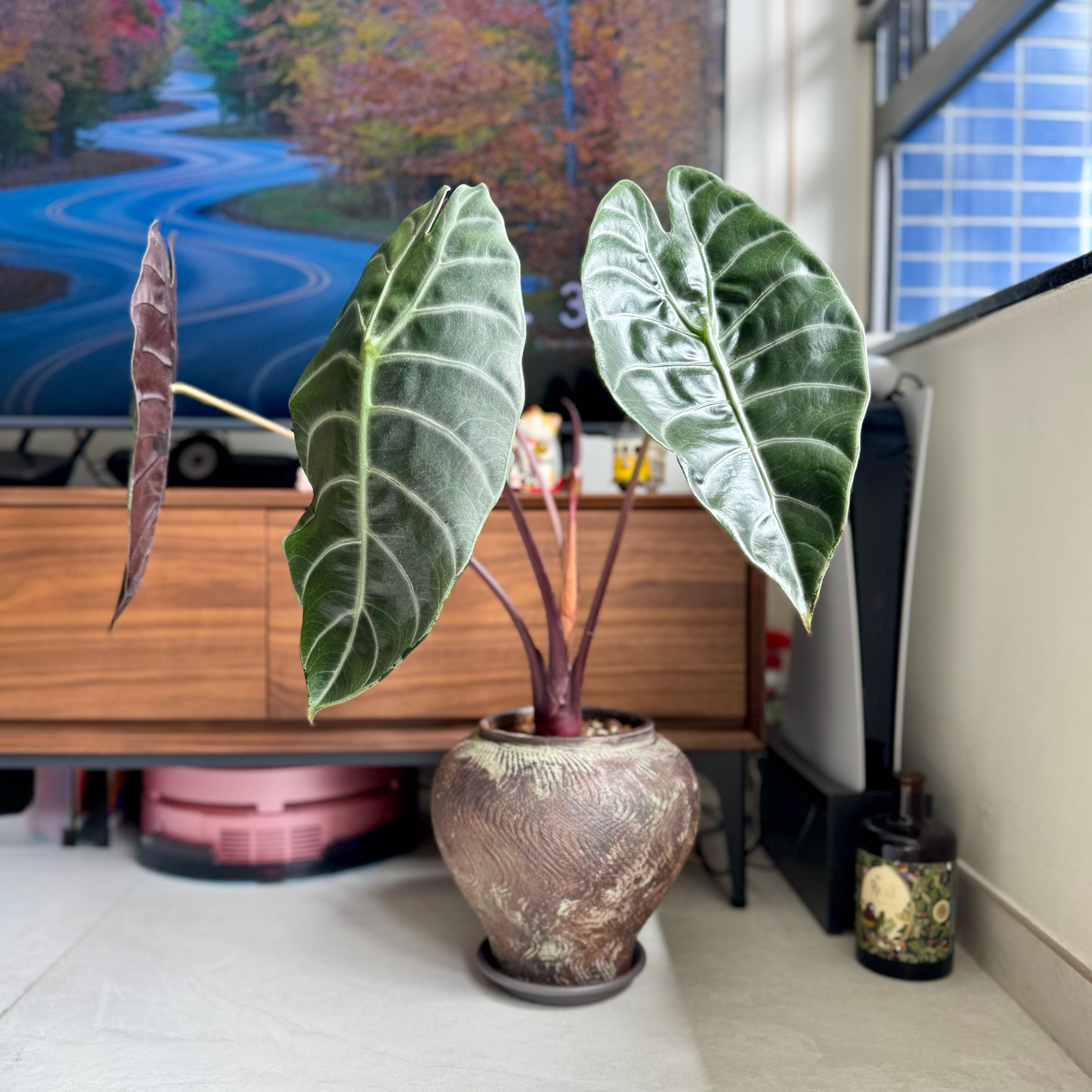 Photo of the plant species Alocasia Suhirmaniana by @GrandOxeyedaisy named Surin on Greg, the plant care app