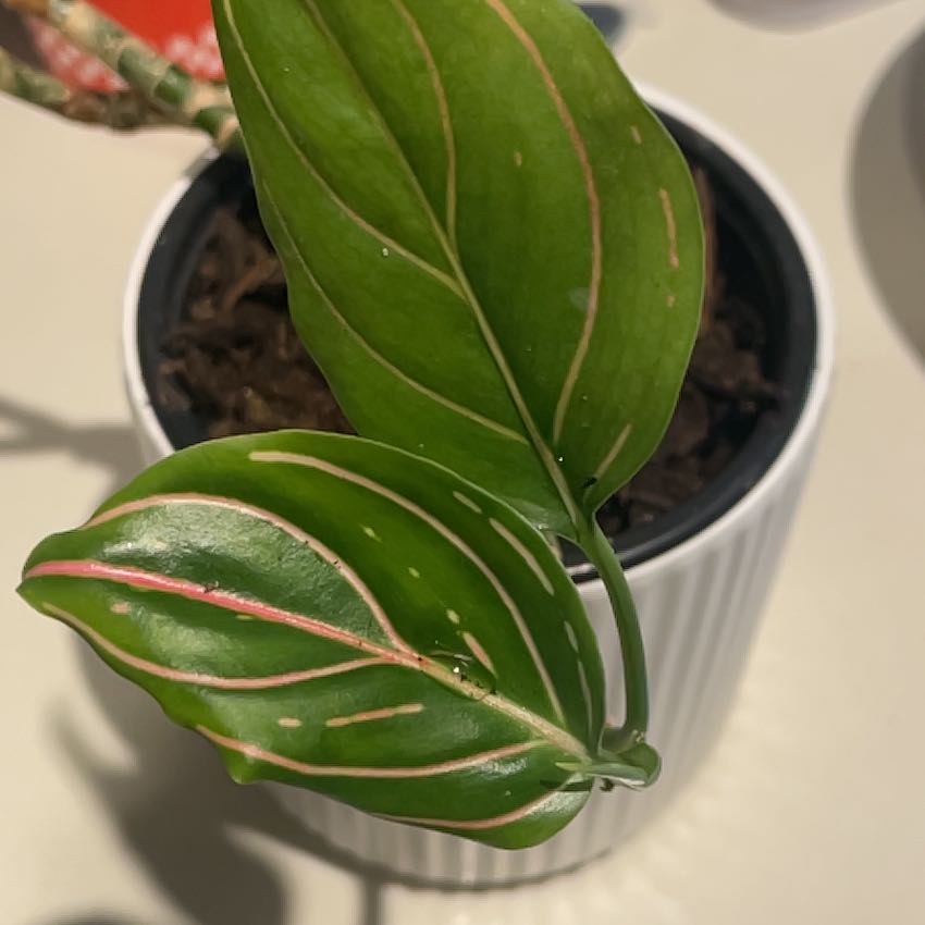 Photo of the plant species Aglaonema 'Red Zircon' by @LeafIsland named Pax (aglaonema “tiger” on Greg, the plant care app