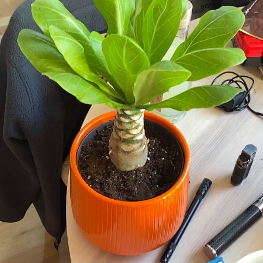 Photo of the plant species Hawaiian Palm by @GoodMugwort10 named Fernie Saunders on Greg, the plant care app