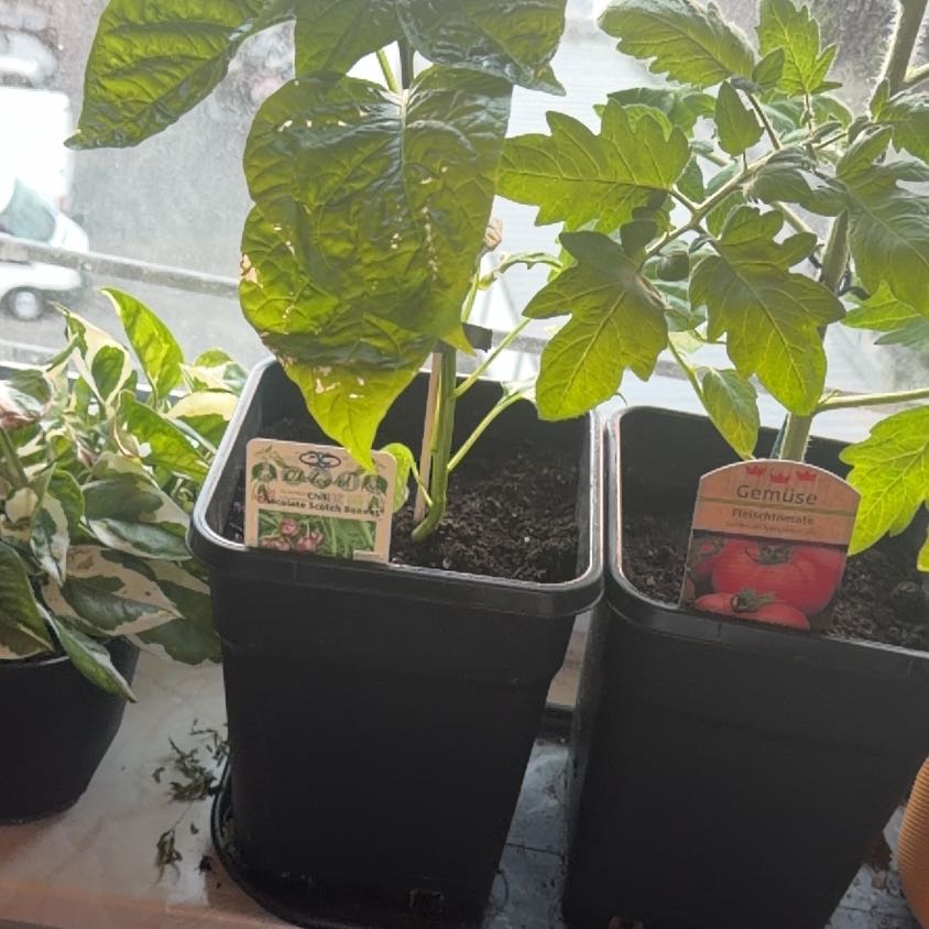 Photo of the plant species Scotch Bonnet Pepper by @GoodMugwort10 named Navajo on Greg, the plant care app