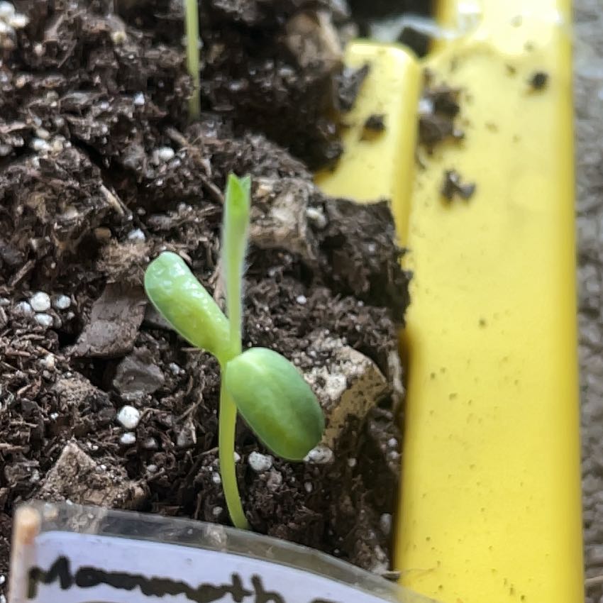 Photo of the plant species Mammoth Sunflower by @NotableRose60 named Treeyoncé on Greg, the plant care app