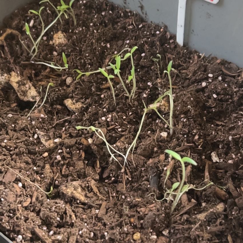 Photo of the plant species Golden Sweet Tomato by @NotableRose60 named Mando on Greg, the plant care app