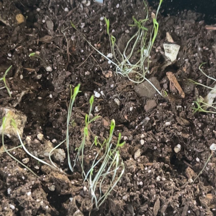 Photo of the plant species Carrot 'Mf' by @NotableRose60 named Homer on Greg, the plant care app