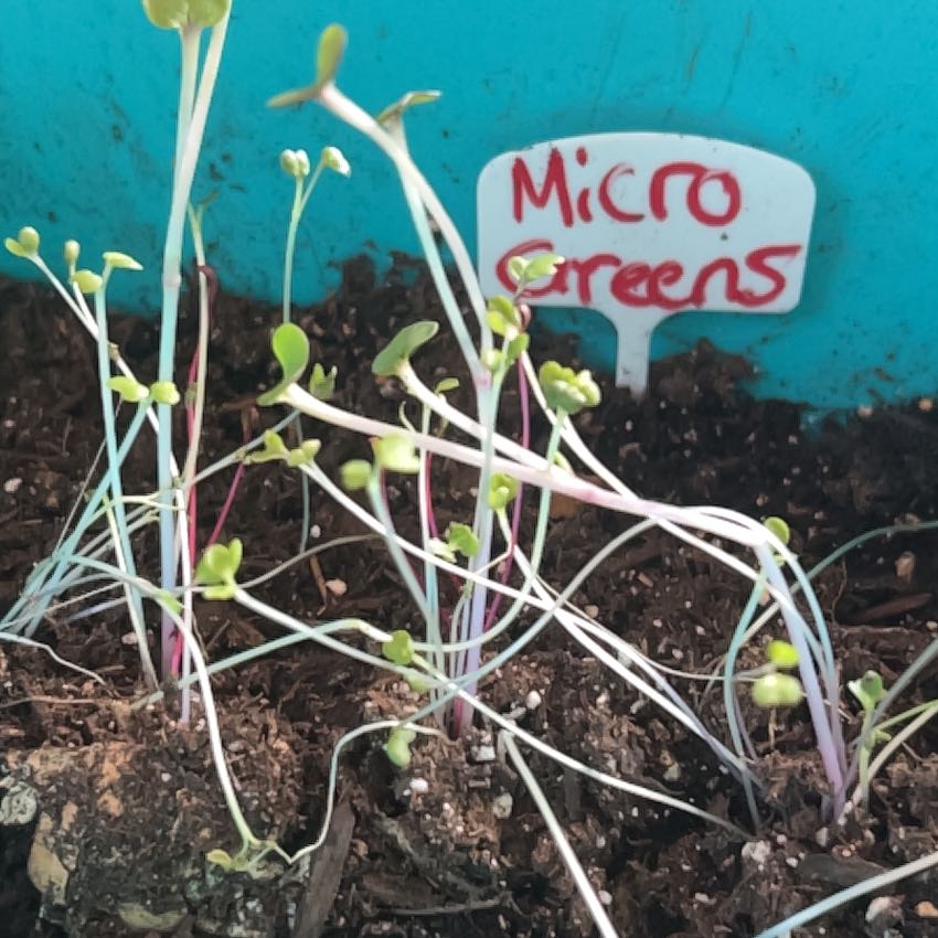 Photo of the plant species Burpee's Microgreens Mix by @NotableRose60 named Robert Plant on Greg, the plant care app