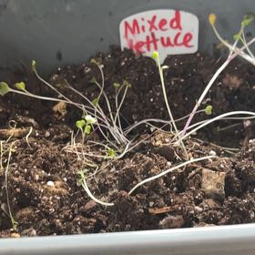 Photo of the plant species City Garden Mixed Lettuce by @NotableRose60 named Maya on Greg, the plant care app