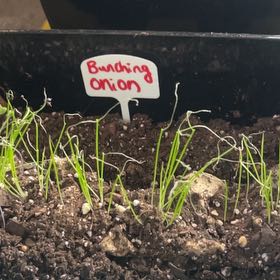 Photo of the plant species Evergreen Bunching Onion by @NotableRose60 named Plato on Greg, the plant care app