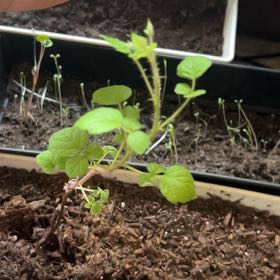 Photo of the plant species Raspberry by @NotableRose60 named Sir Plancelot on Greg, the plant care app