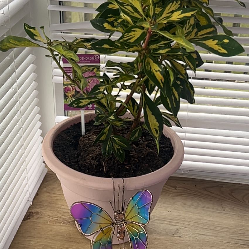 Photo of the plant species Rhododendron 'Blattgold' by @StarStarsedge named Dolores on Greg, the plant care app