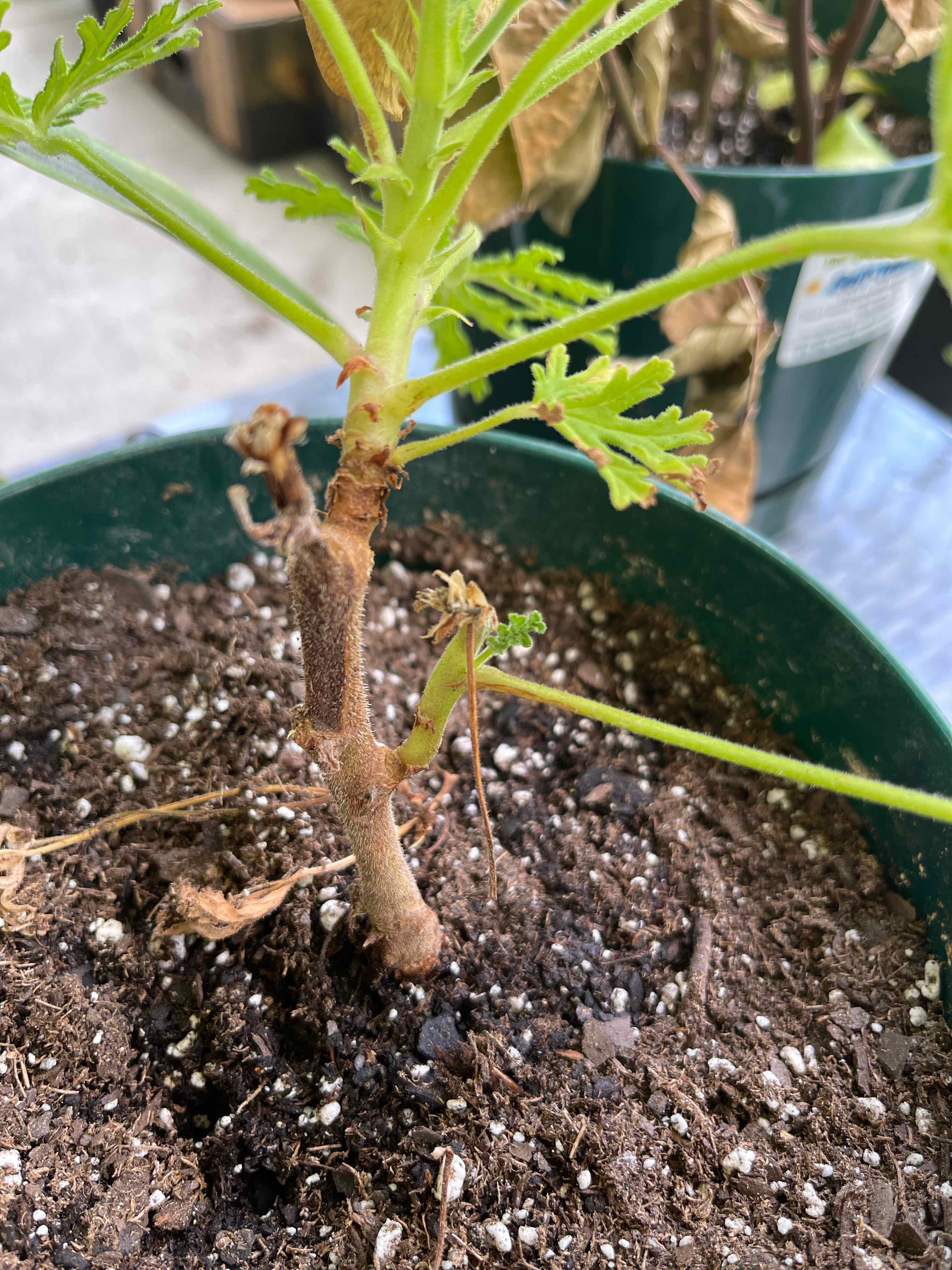 Potted Citronella plant with visible soil and green leaves.