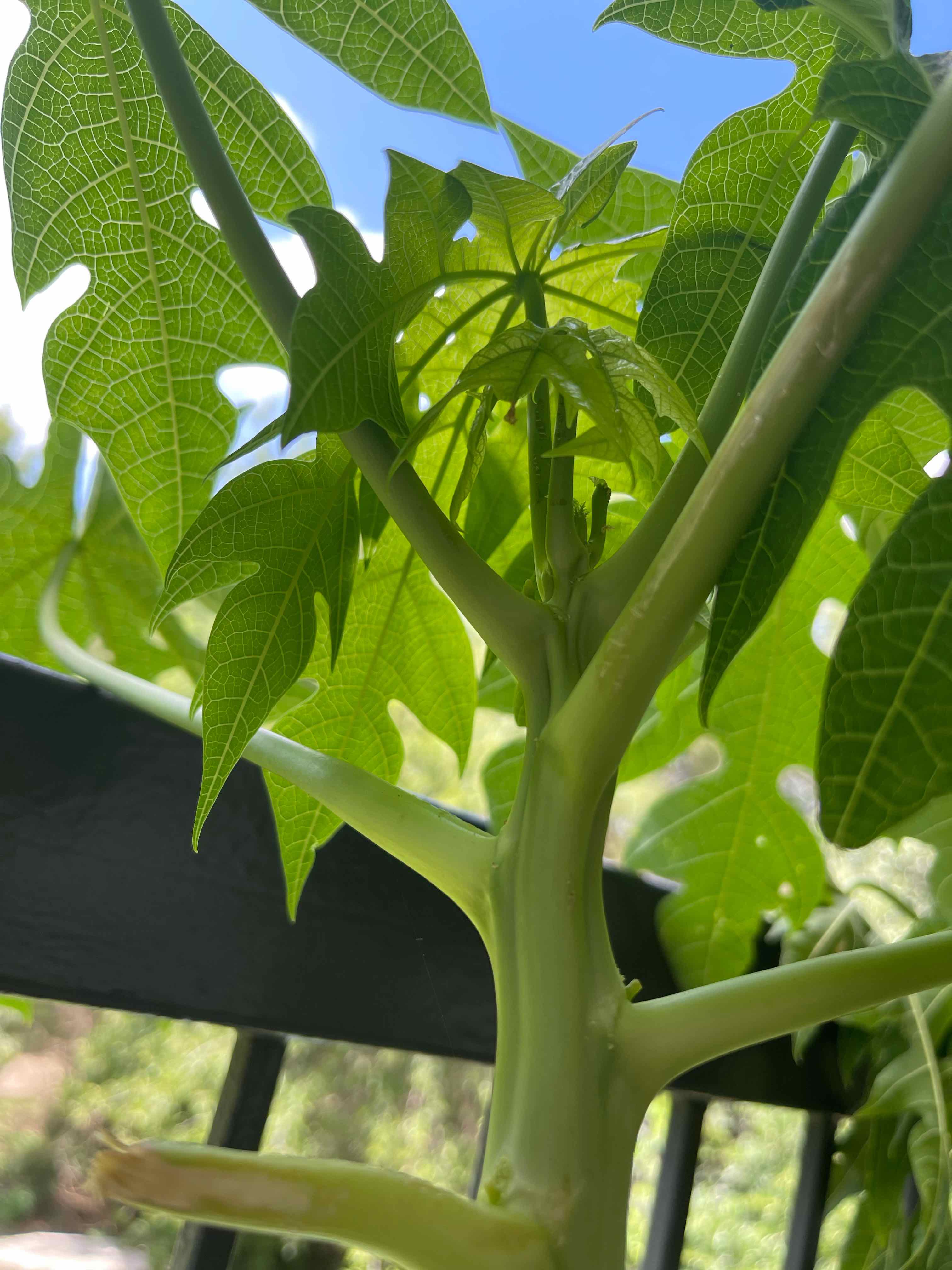 Healthy papaya plant with vibrant green leaves and a sturdy stem.