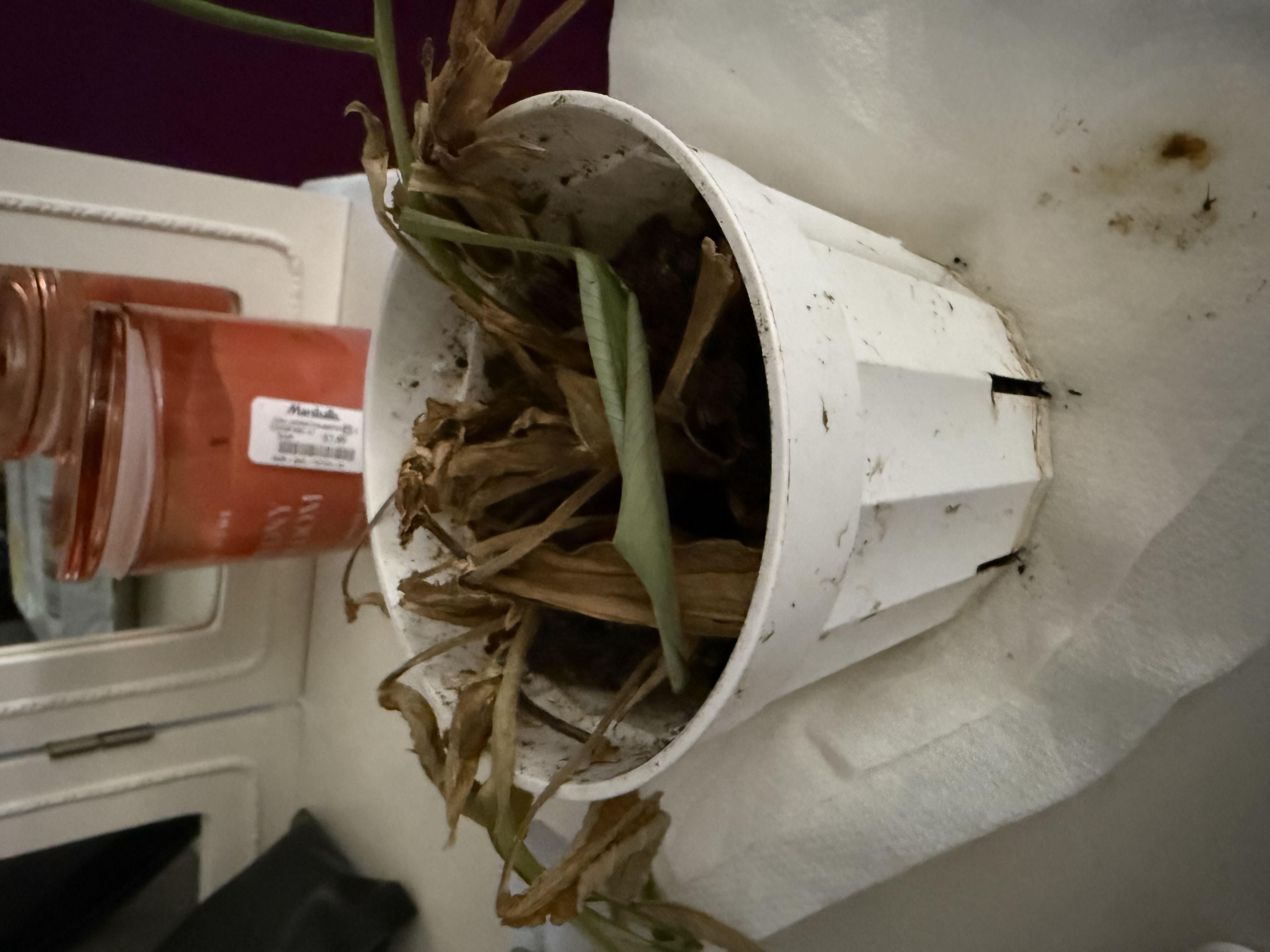 Photo from the post