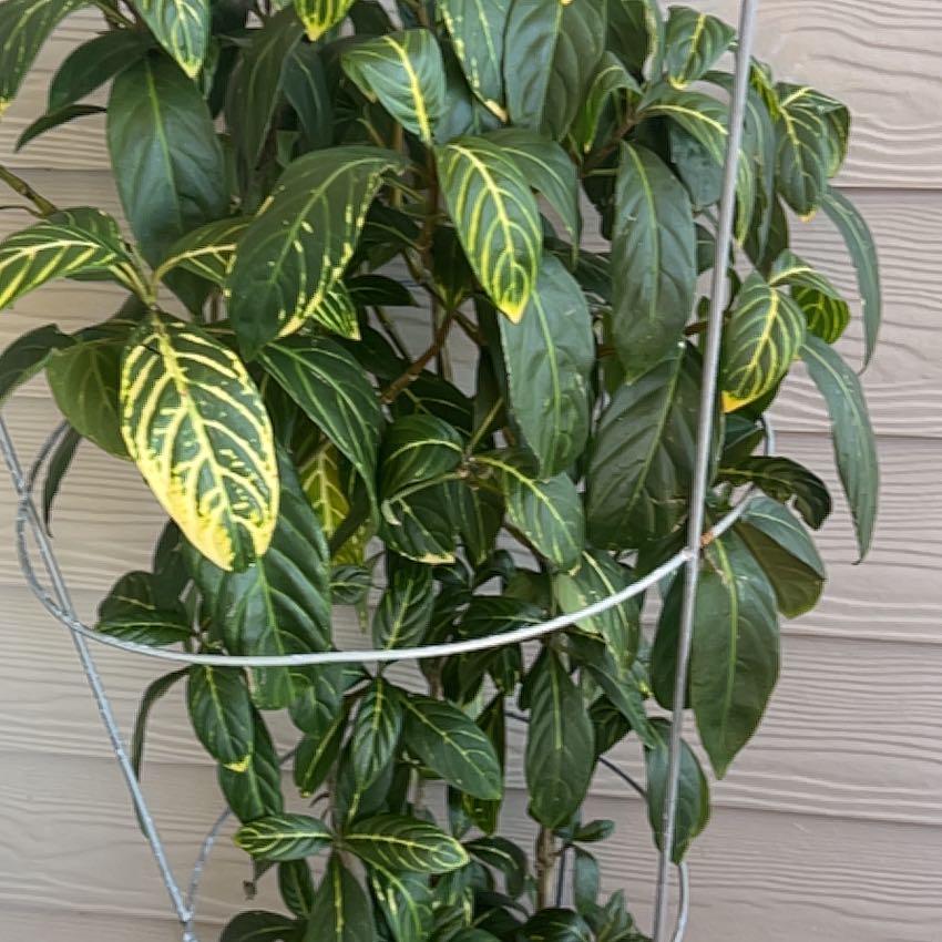 Photo of the plant species Croton by @AvidVahlsfimbry named Orwell on Greg, the plant care app