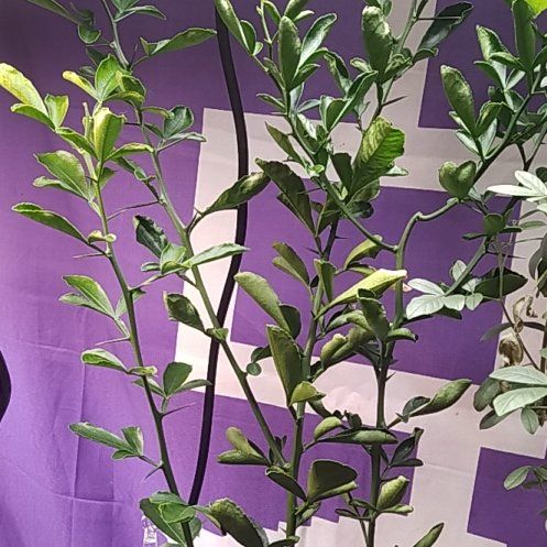 Photo of the plant species Citrus Flying Dragon by @hydropole named Smaug on Greg, the plant care app