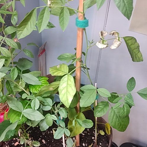 Photo of the plant species Liquorice by @hydropole named Sir Plancelot on Greg, the plant care app