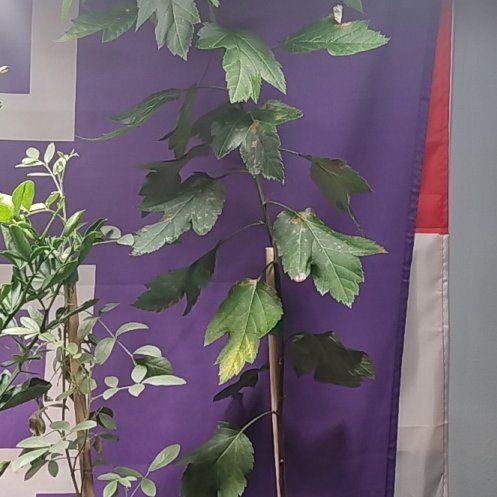 Photo of the plant species Crabapple Tree by @hydropole named Isaac on Greg, the plant care app