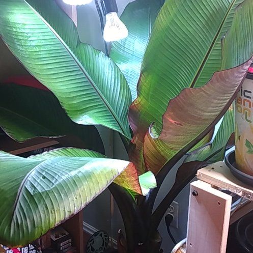 Photo of the plant species Ensete v Maurellii,Red banana by @hydropole named Bigleef Smalls on Greg, the plant care app