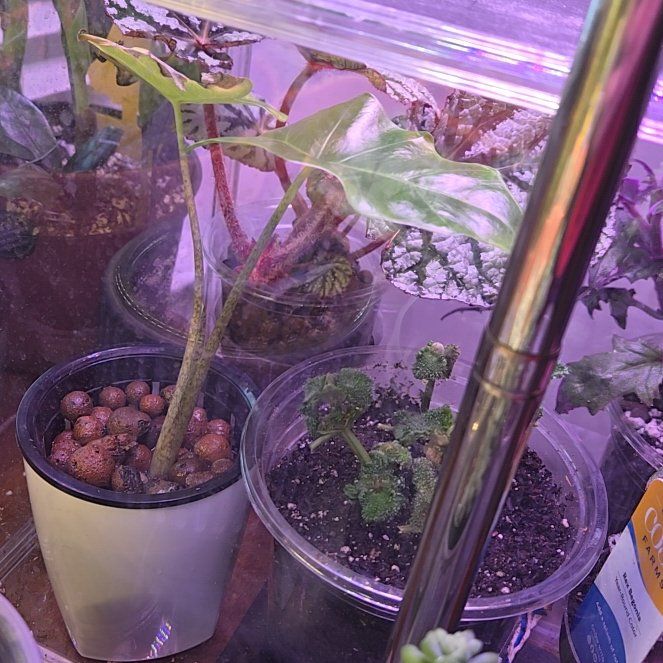 Photo of the plant species Low Rider by @QuaintOlneya named Huckleberry Fern on Greg, the plant care app