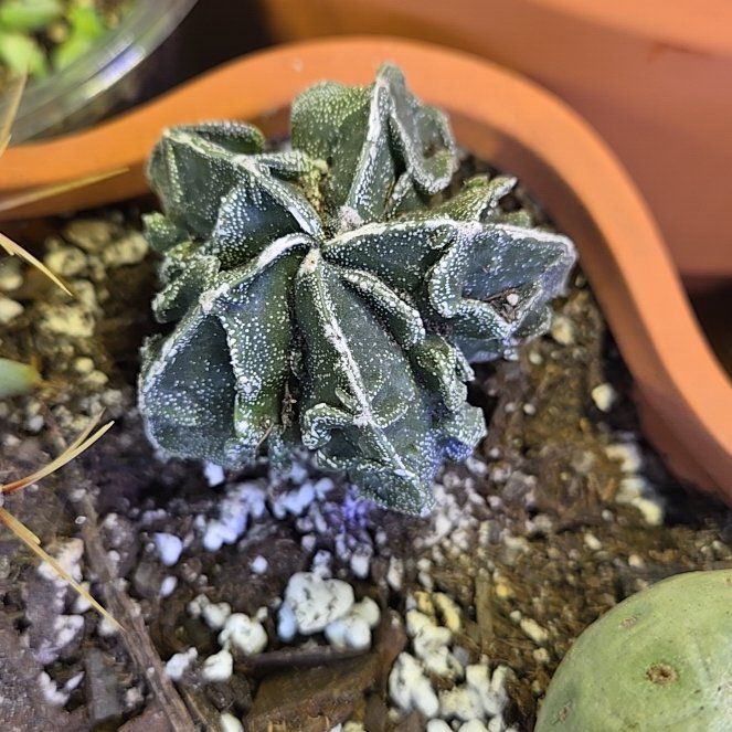 Photo of the plant species Crested Bishop's Cap by @QuaintOlneya named Marley on Greg, the plant care app