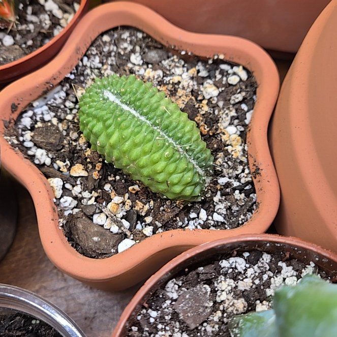 Photo of the plant species Crested Blue Myrtle Cactus by @QuaintOlneya named Mollie on Greg, the plant care app