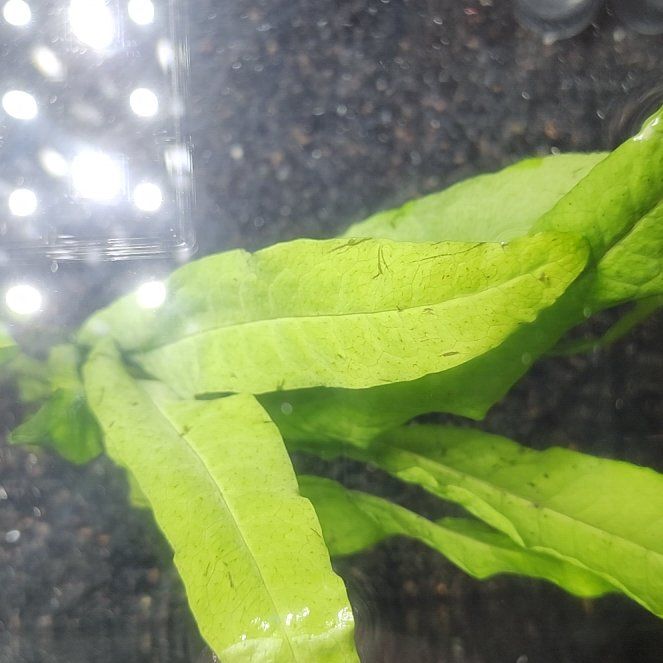 Photo of the plant species Java Fern 'Tropica' by @ChicCentro33 named Fernie Mercury on Greg, the plant care app