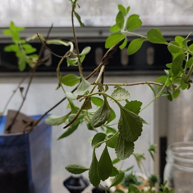 Photo of the plant species Stevia 'Sugar Love' by @ChicCentro33 named Stevia on Greg, the plant care app