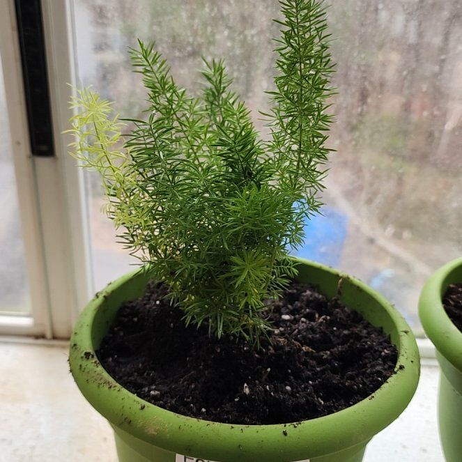 Photo of the plant species Variegated Foxtail Fern by @ChicCentro33 named Mollie on Greg, the plant care app