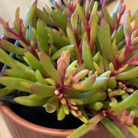 Photo of the plant species Sempervivium 'Royal Ruby' by @MightyCowshorn named Tolkien on Greg, the plant care app