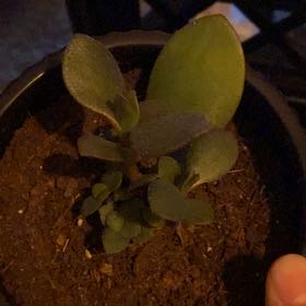 Photo of the plant species Lettuce 'Pantheon' by @Spanishjuniper named Gobi on Greg, the plant care app