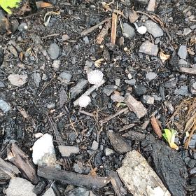 Photo of the plant species Coltsfoot by @Spanishjuniper named Terra on Greg, the plant care app