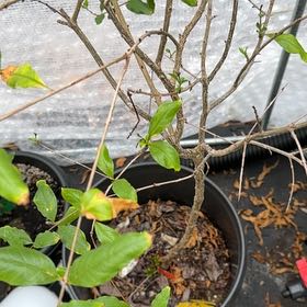 Photo of the plant species Pomegranate by @PrudentCalathea named Maya on Greg, the plant care app