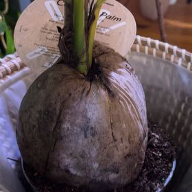 Photo of the plant species Cocoanut by @DeluxeHollyfern named Foxxy on Greg, the plant care app