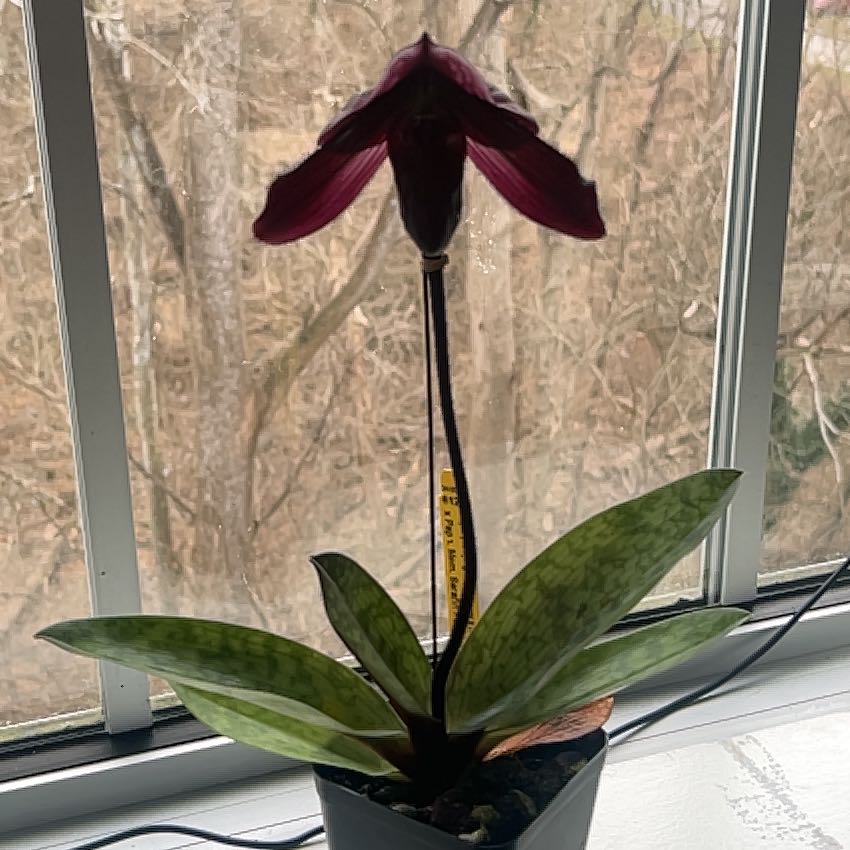 Photo of the plant species Slipper Orchid by @Phalaenopsister named Denali on Greg, the plant care app