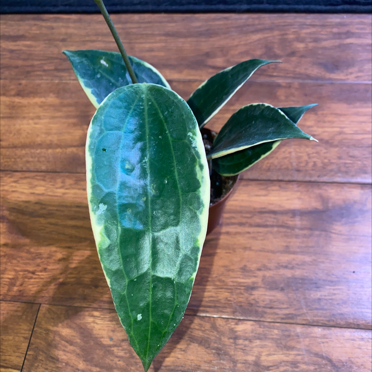 Hoya macrophylla plant with variegated leaves on a wooden floor.