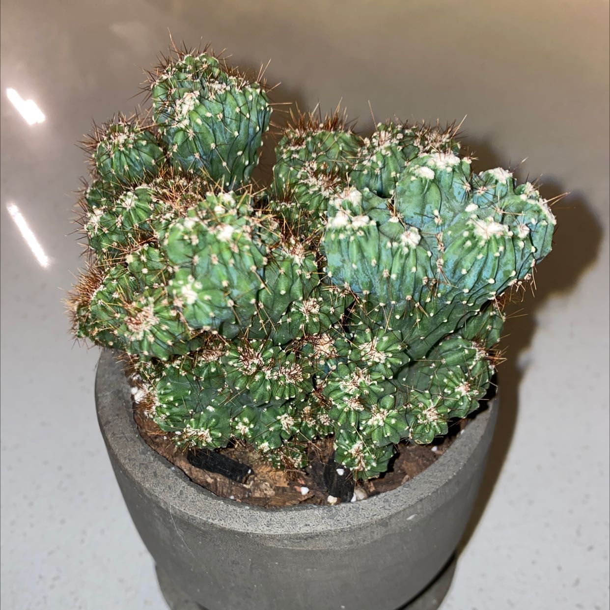 Photo of the plant species Cereus Cactus by @CourtAH21 named Ming Thing on Greg, the plant care app