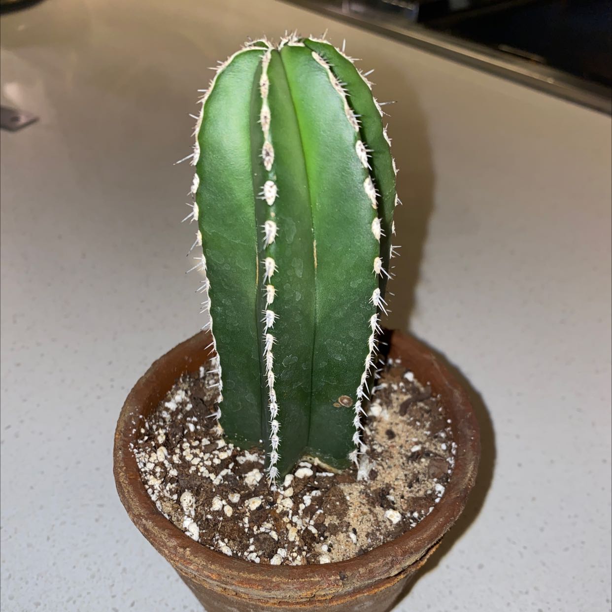Mexican Fence Post Cactus in a small pot with visible soil, healthy appearance.