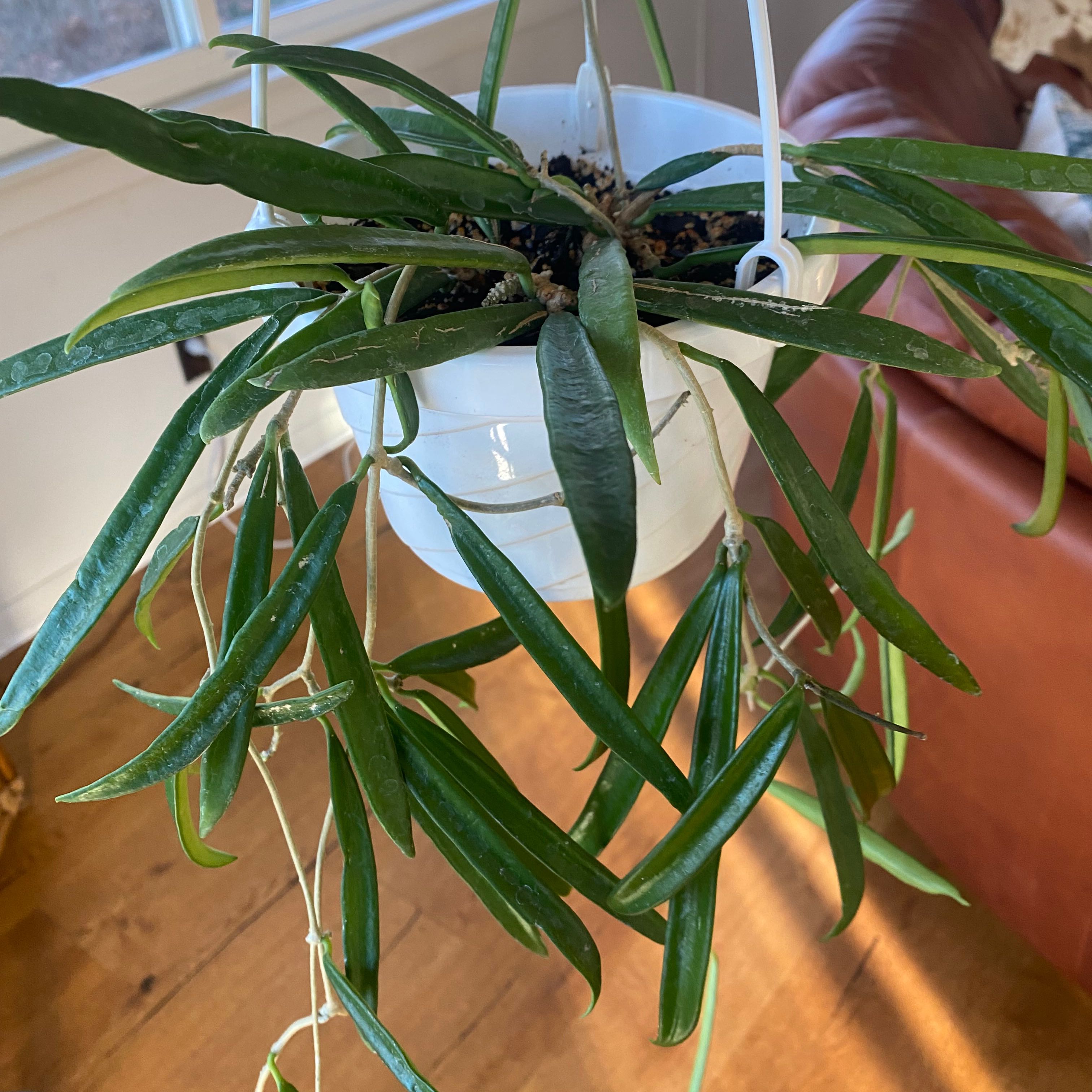 Hoya shepherdii plant in a hanging pot with long, slender green leaves.