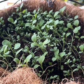 Photo of the plant species Butterfly And Hummingbird Mix by @AdeptOrangetree named Nemo on Greg, the plant care app