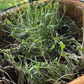 Photo of the plant species Butterfly And Hummingbird Mix by @AdeptOrangetree named Fernie Mac on Greg, the plant care app