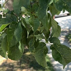 Photo of the plant species Horse-Apple by @CivilDogrose38 named Ulysses S Plant on Greg, the plant care app