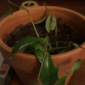 Photo of the plant species Variegated Mini Lipstick Plant by @TopdogCorkelm30 named Kylie on Greg, the plant care app