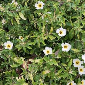 Photo of the plant species White Buttercup by @HighestCacto named Gaga on Greg, the plant care app
