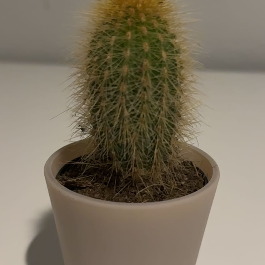 Photo of the plant species Vatricania guentheri by @LeadPlanty89 named Aristotle on Greg, the plant care app