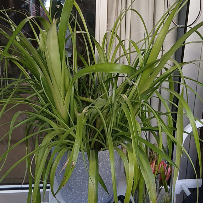 Photo of the plant species Queens Tears Bromeliad by @TopBlue18 named Captain Plant-it on Greg, the plant care app