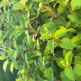 Photo of the plant species Red-Barked Dogwood by @SpiffySkyplant named Willow on Greg, the plant care app